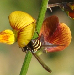 Polybia occidentalis