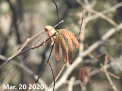 Corylus heterophylla