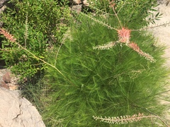 Grevillea dryandri