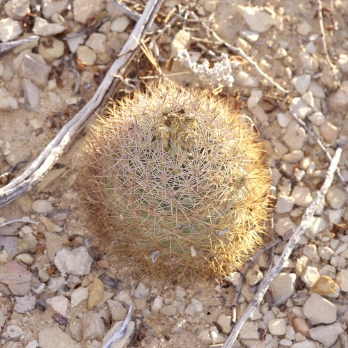 Sclerocactus warnockii