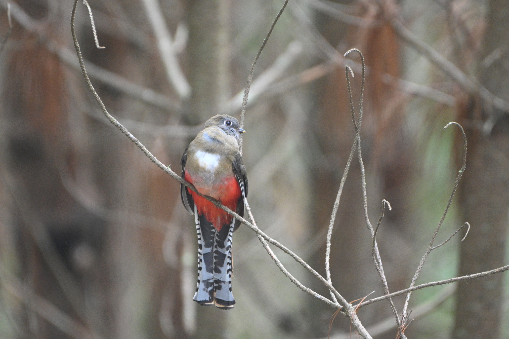 Mountain Trogon (Trogon mexicanus), photo 4