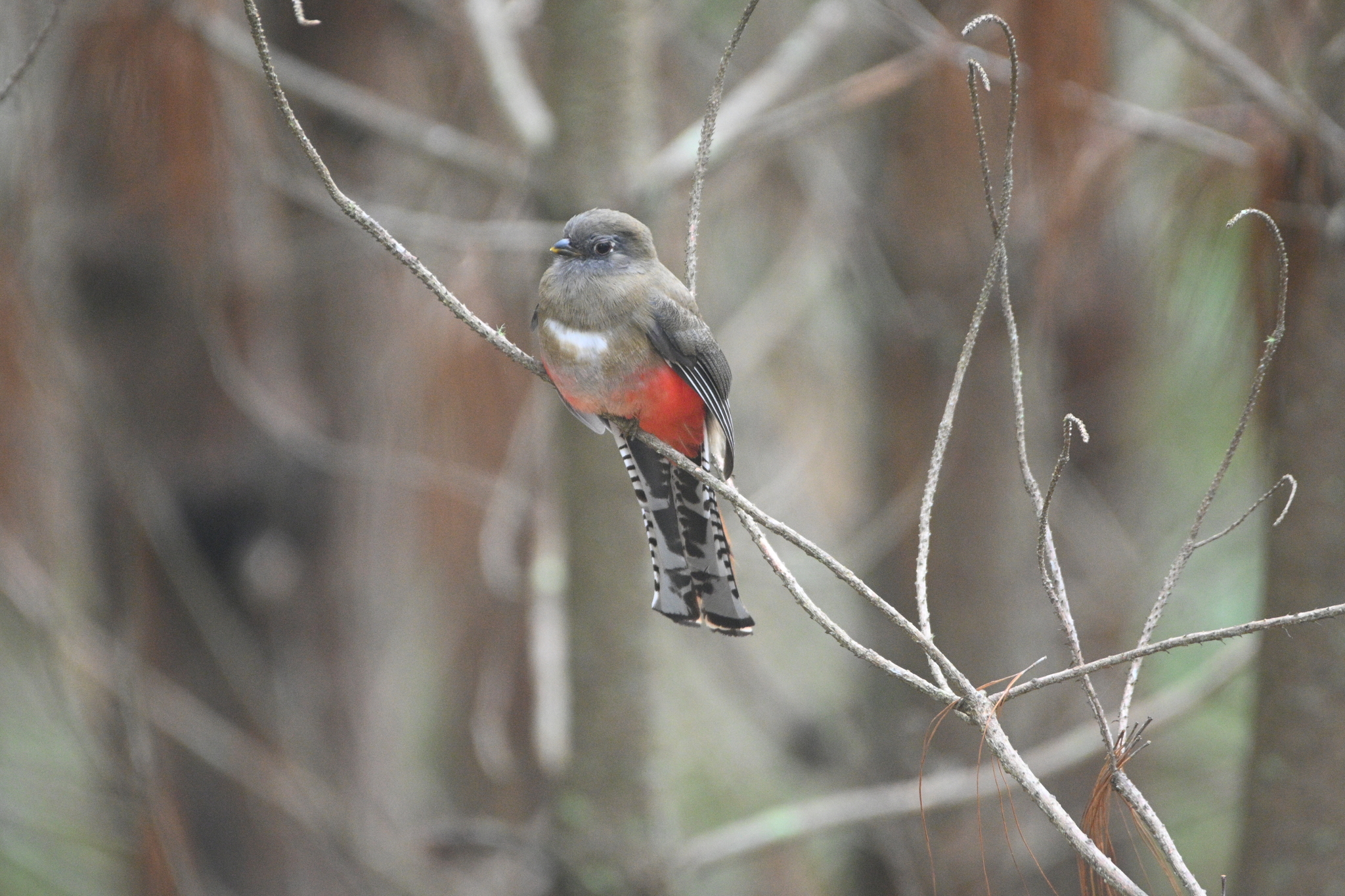 Mountain Trogon (Trogon mexicanus), photo 5