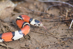 Lampropeltis gentilis