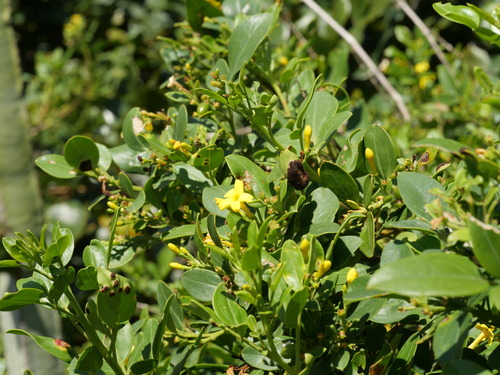 Chrysojasminum odoratissimum, photograph 6