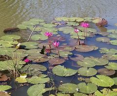 Nymphaea pubescens