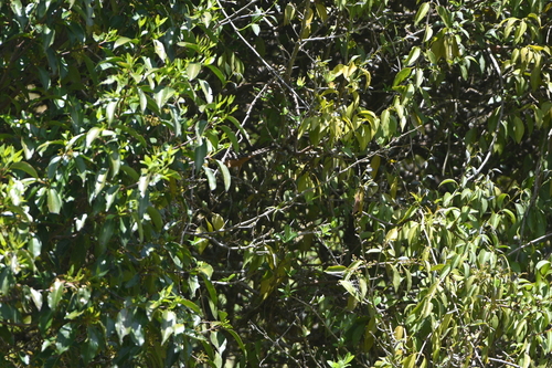 Band-backed Wren (Campylorhynchus zonatus), photo 4