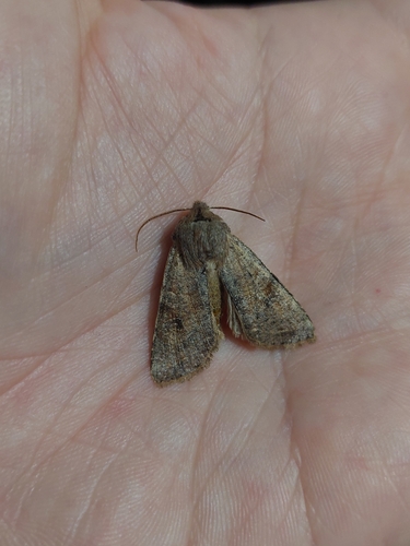 Photo of Clouded Drab (Orthosia incerta)
