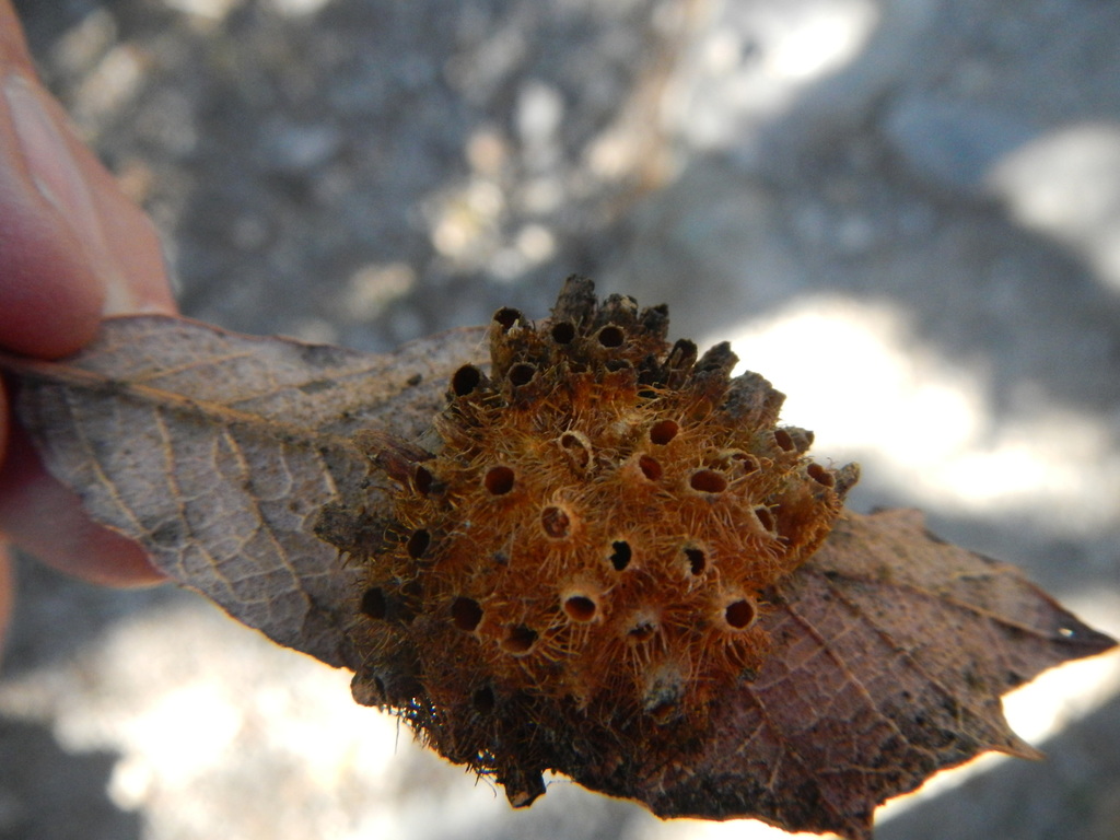 Feron vitreum