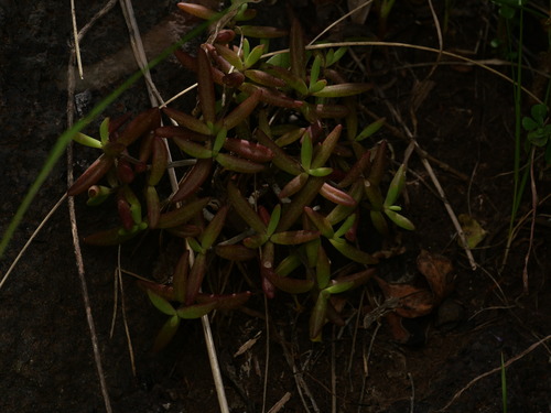 Monanthes anagensis