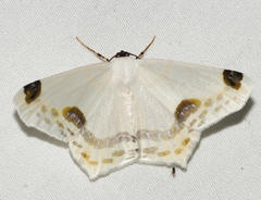 Sericoptera area