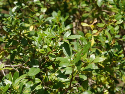 Chrysojasminum odoratissimum, photograph 5