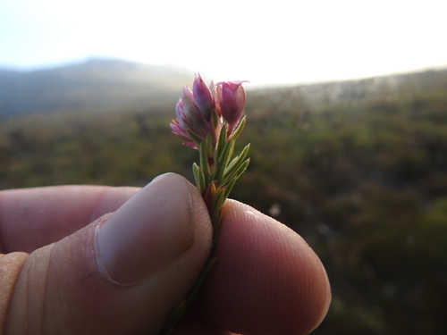 Image of Erica taxifolia by (c) Matthew Fainman, some rights reserved (CC BY)