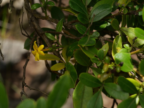 Chrysojasminum odoratissimum, photograph 4