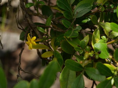 Chrysojasminum odoratissimum, photograph (c) Borja Fierro, some rights reserved (CC BY)