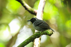 Myrmoborus myotherinus