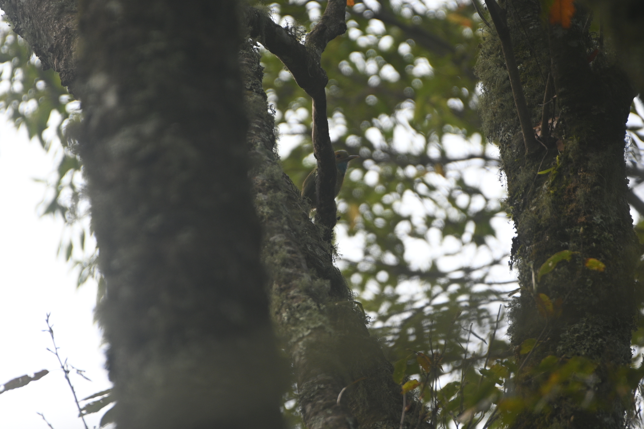 Blue-throated Motmot (Aspatha gularis), photo 4