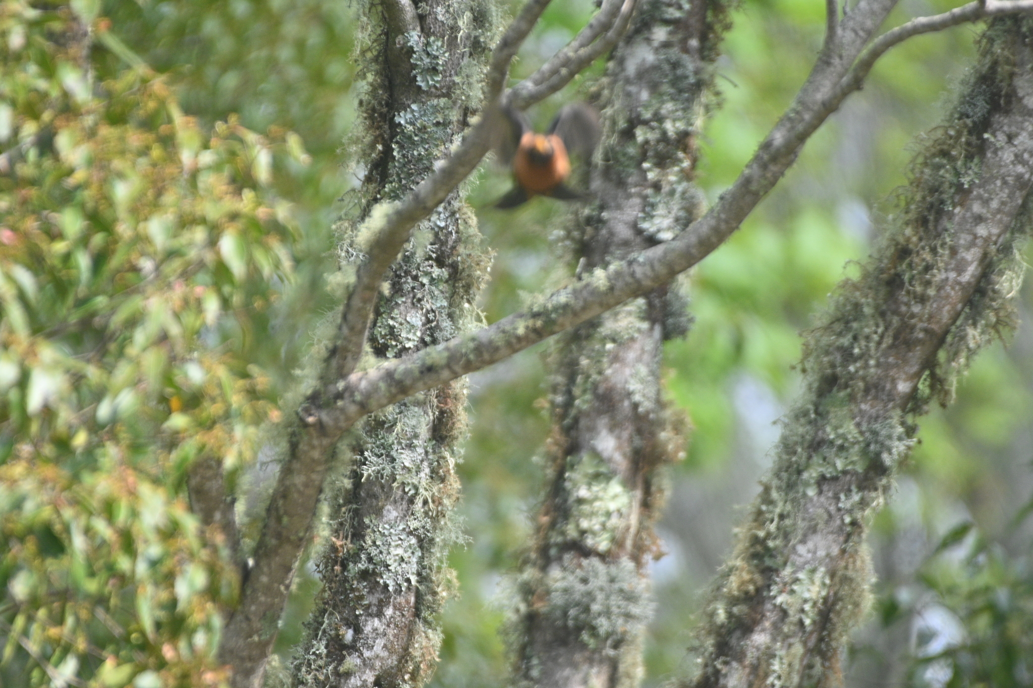 Rufous-collared Thrush (Turdus rufitorques), photo 4