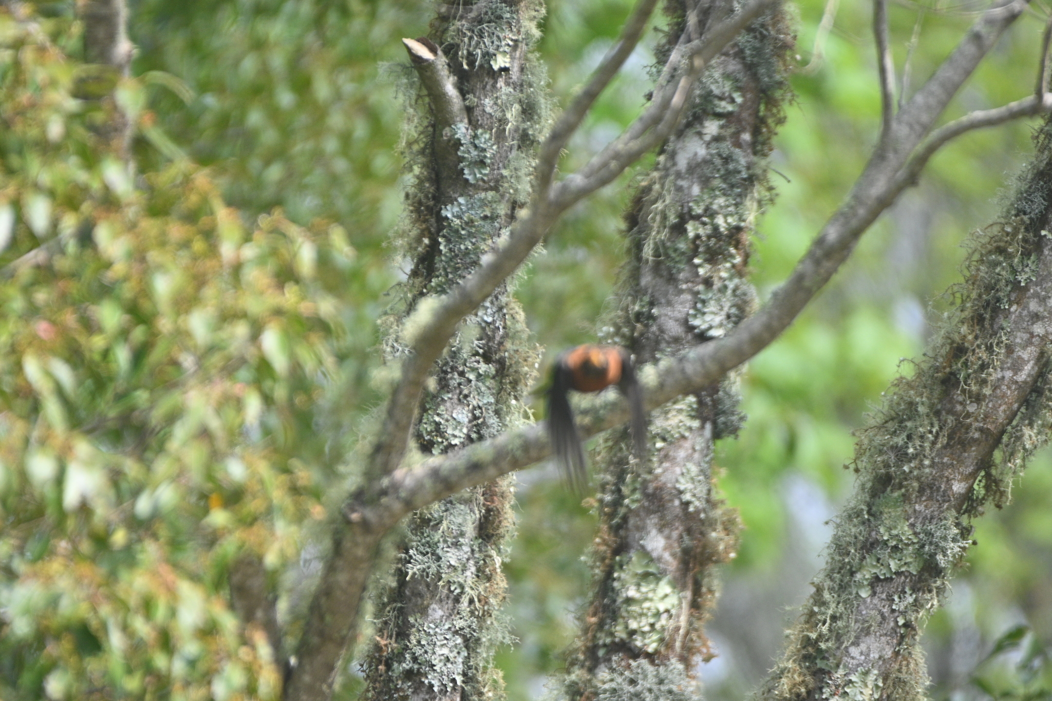 Rufous-collared Thrush (Turdus rufitorques), photo 5