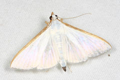 Diaphania glauculalis