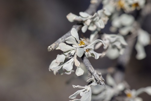 Leucophyllum minus, photograph 5
