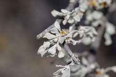 Leucophyllum minus, photograph (c) Michelle W. （鍾偉瑋）, some rights reserved (CC BY)