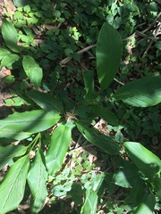 Curcuma australasica