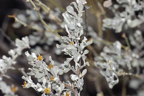 Leucophyllum minus, photograph 6