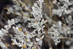 Leucophyllum minus, photograph (c) Michelle W. （鍾偉瑋）, some rights reserved (CC BY)