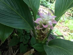 Curcuma australasica