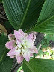 Curcuma australasica