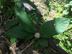 Curcuma australasica