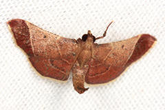 Hypsopygia amoenalis