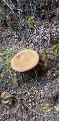 Austropaxillus nothofagi