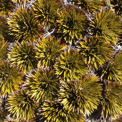 Aciphylla crosby-smithii