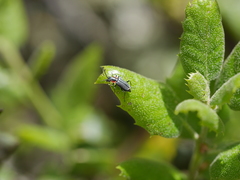 Malachius thevenetii