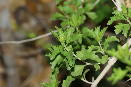 Brickellia laciniata, photograph 4
