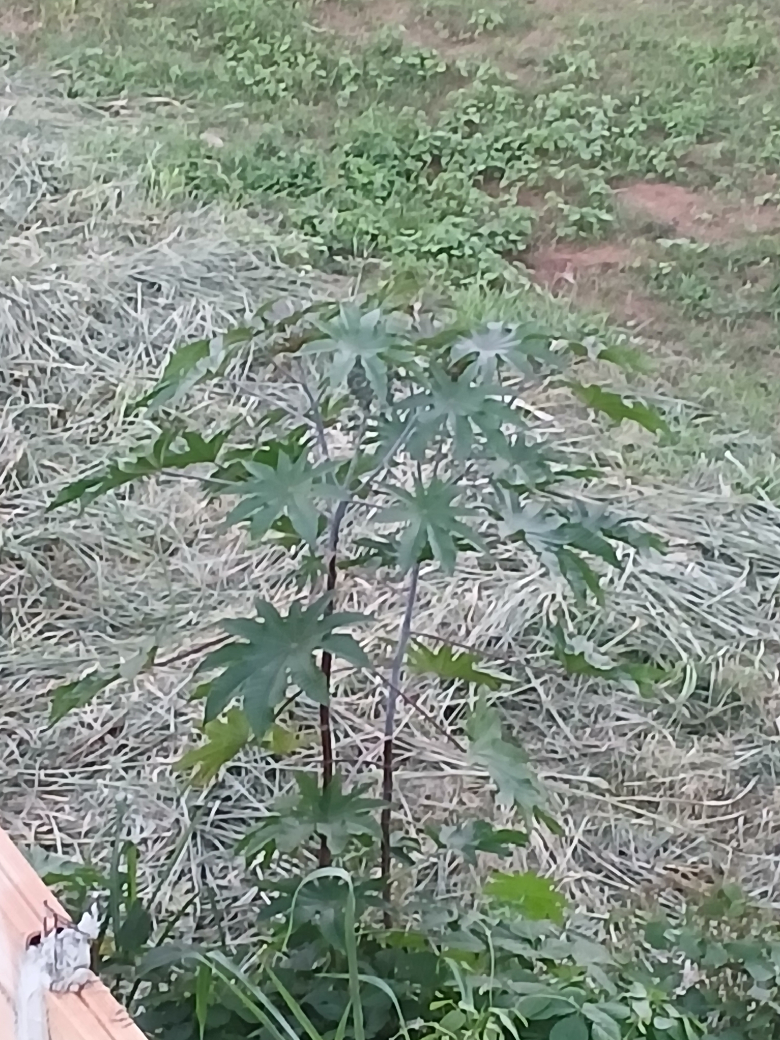 Ricinus communis