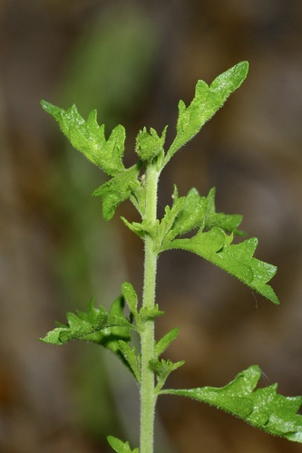 Brickellia laciniata, photograph 5