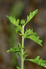 Brickellia laciniata, photograph (c) Michelle W. （鍾偉瑋）, some rights reserved (CC BY)
