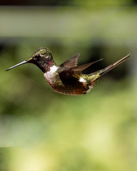 Magenta-Throated Woodstar photo 2