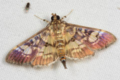 Ategumia dilecticolor
