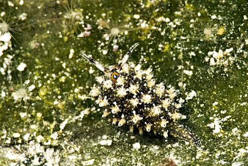 Costasiella ocellifera