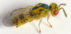 Cirrospilus