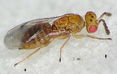 Cirrospilus