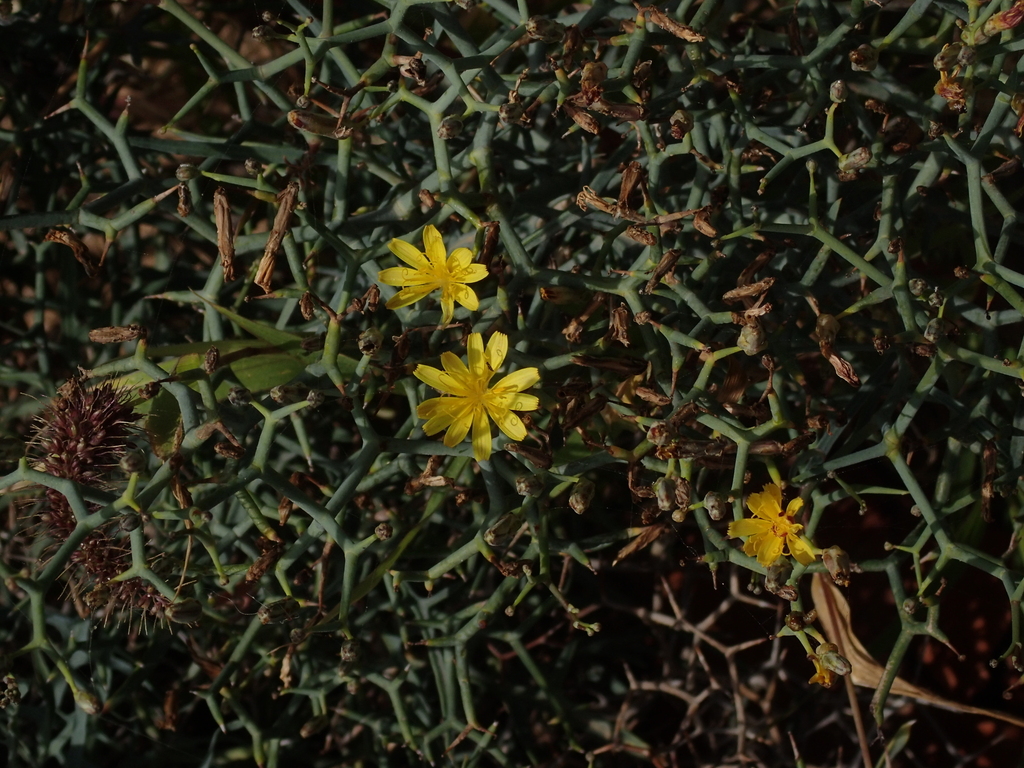 Launaea arborescens; photograph (c) Borja Fierro, some rights reserved (CC BY)