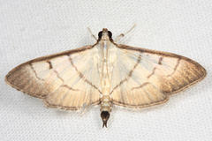 Palpusia fulvicolor