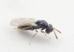 Gastrancistrus