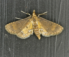 Niphograpta albiguttalis