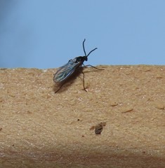 Diptera