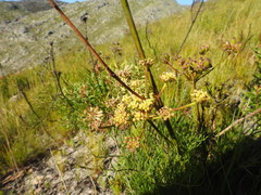 Nanobubon strictum